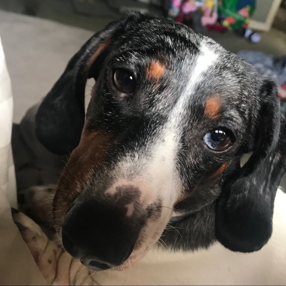 Meet your Posher, 𝐿𝑦𝑛𝑒𝑡𝑡𝑒 - Picture 2 of 4